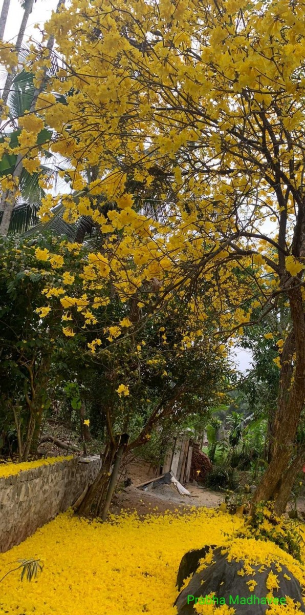 Handroanthus serratifolius (Vahl) S.O.Grose